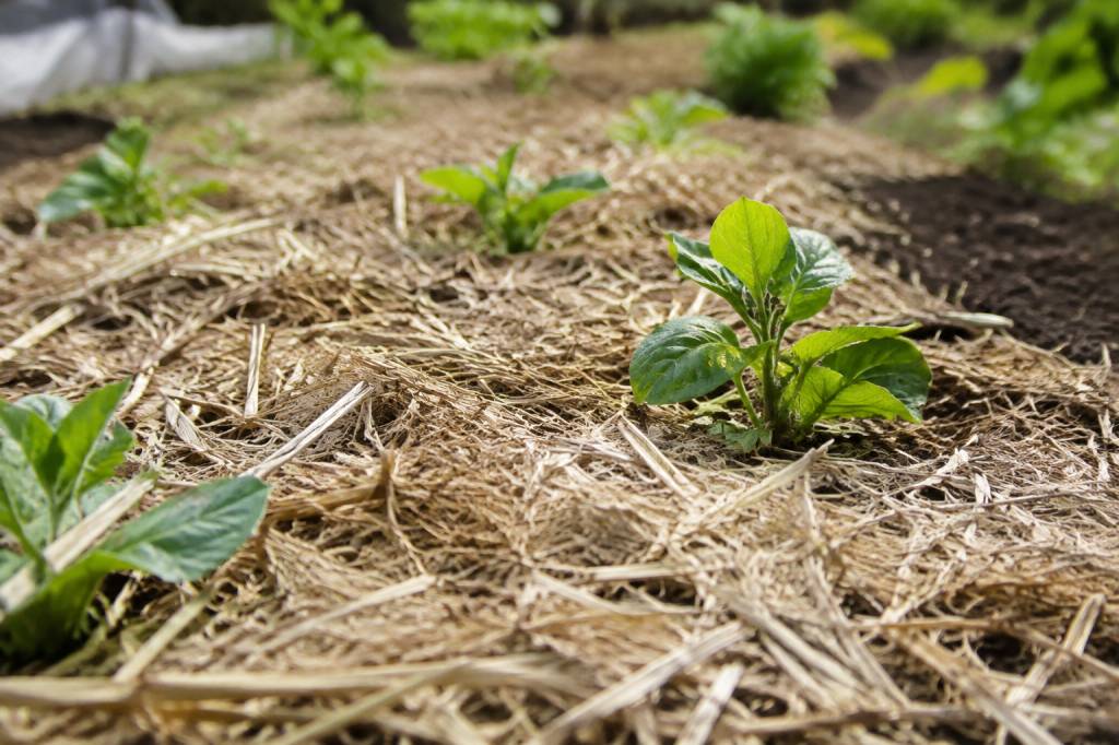 Paillage chanvre : quels sont ses inconvénients ?