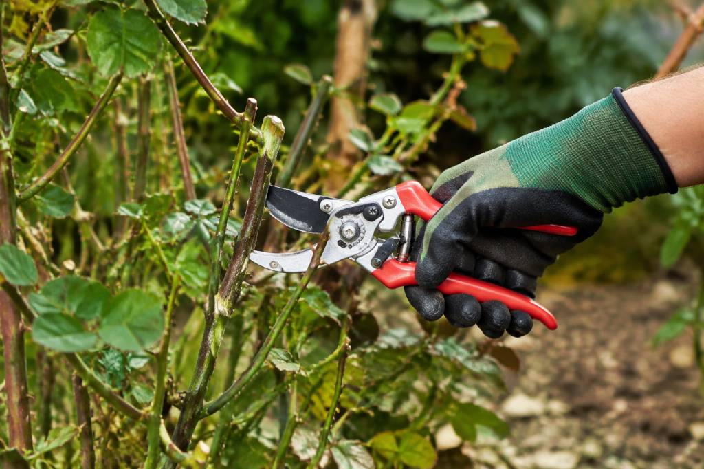 Quand tailler les rosiers : les périodes idéales selon leur variété